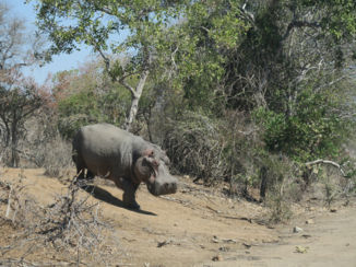 Zuid-Afrika - Hippo van zo dichtbij!!!!!!!!!! @ Krugerpark