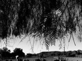Zuid-Afrika - Struisvogels in Oudtshoorn