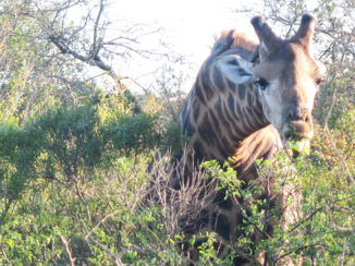 Zuid-Afrika - Girafje in het Krugerpark :-)