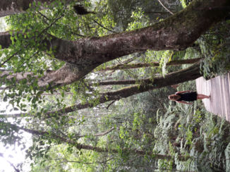 Zuid-Afrika - Garden of Eden bij Plettenberg Bay