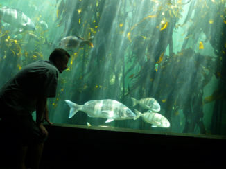 Bo-Kaap - Zee aquarium Waterfront - mooi en heel groot - voor staan de blauwe en rode bussen