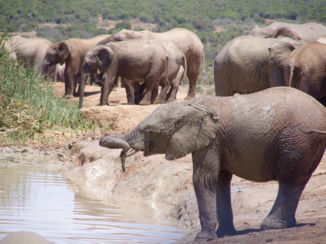 Zuid-Afrika - Addo Elephant Park