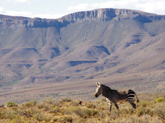 Zuid-Afrika - The Great Karoo