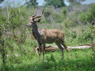 Zuid-Afrika - Krugerpark.