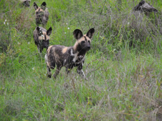 Zuid-Afrika - Wilde honden Krugerpark.
