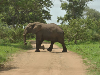 Zuid-Afrika - Krugerpark.