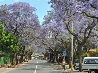 Zuid-Afrika - Jacaranda in bloei, Johannesburg.