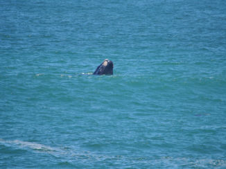 Zuid-Afrika - Walvis spotten Hermanus.