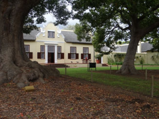 Zuid-Afrika - Vergelegen met Kamferbomen