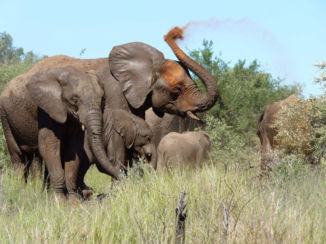 Zuid-Afrika - Pilanesberg