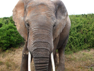 Zuid-Afrika - addo olifantenpark