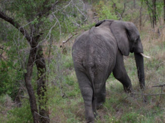 Zuid-Afrika - krugerpark