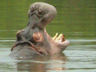 Zuid-Afrika - St Lucia