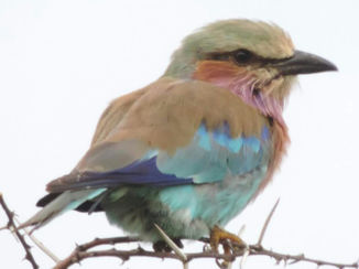 Zuid-Afrika - Hluluwe wildpark