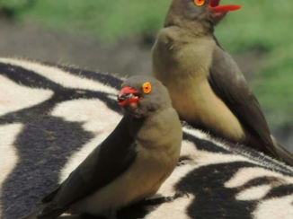 Zuid-Afrika - Howick wildpark