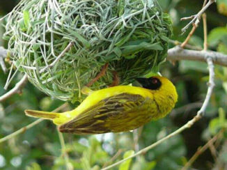 Zuid-Afrika - Krugerpark
