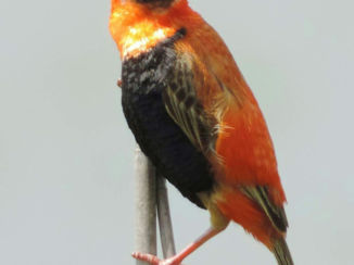 Zuid-Afrika - Pilanesberg Wildpark