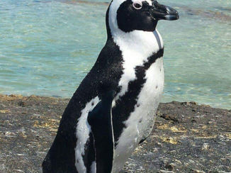 Zuid-Afrika - Boulders Beach