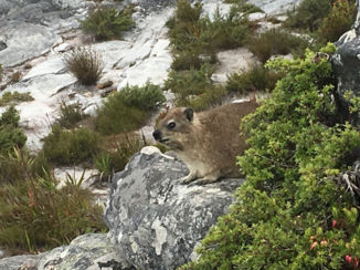 Zuid-Afrika - Dussy op Table Mountain
