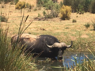 Zuid-Afrika - Aguila