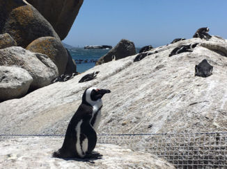 Zuid-Afrika - Boulders Beach