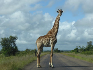 Zuid-Afrika - Strike a pose