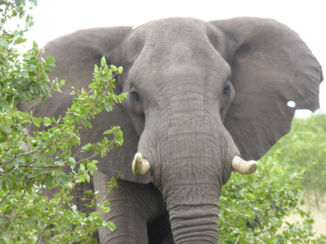 Zuid-Afrika - Olifant @ Kruger