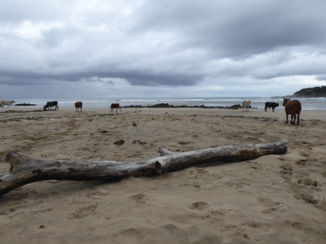 Zuid-Afrika - Wild coast