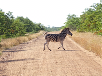 Zuid-Afrika - Hallo zebra!