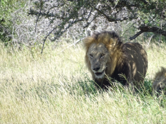 Zuid-Afrika - De koning van de jungle