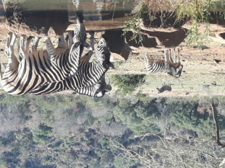 Zuid-Afrika - In Pilanesberg