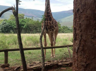 Zuid-Afrika - Caracal Lodge Nelspruit