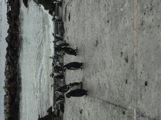 Zuid-Afrika - Stoney point near Betty's Bay