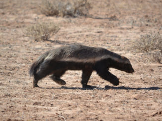 Noord-Kaap - Honingdas