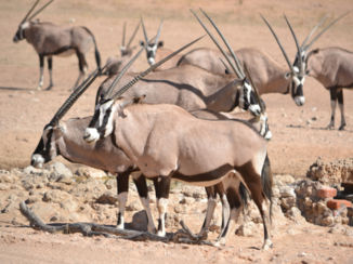 Noord-Kaap - Gemsbok