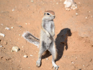 Noord-Kaap - Grond eekhoorn