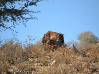 Noord-Kaap - Spotted Hyena met zijn prooi