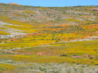 Noord-Kaap - Namaqualand vlak voor de kleurenpracht echt losbarst
