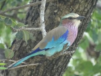 Zuid-Afrika - Vogelpracht