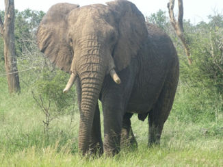 Zuid-Afrika - Krugerpark