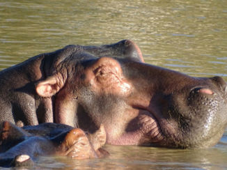 Zuid-Afrika - Wetlands st-lucia
