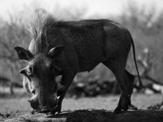 Mpumalanga - Vlakvark bij een drinkplaats