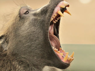 Mpumalanga - What a teeth!