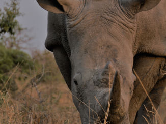 Mpumalanga - white rhino contemplating