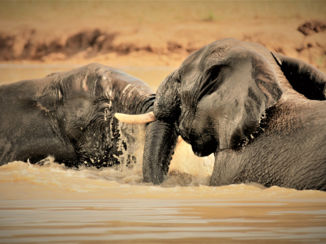 Mpumalanga - playfull elephants