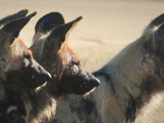 Mpumalanga - wild dogs on the hunt