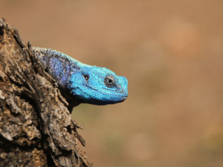 Mpumalanga - Colourful blue-headed agama lizard