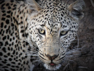 Mpumalanga - leopard sighting