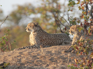 Mpumalanga - Cheetahs on watch