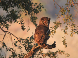 Mpumalanga - Sunbathing owl